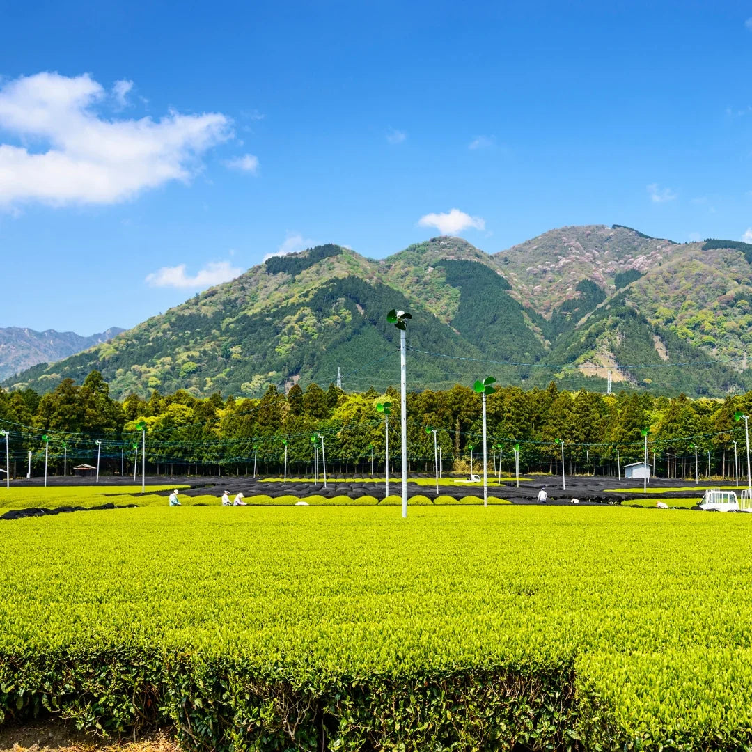 Té Verde Genmaicha Miyazaki Ecológico 100g