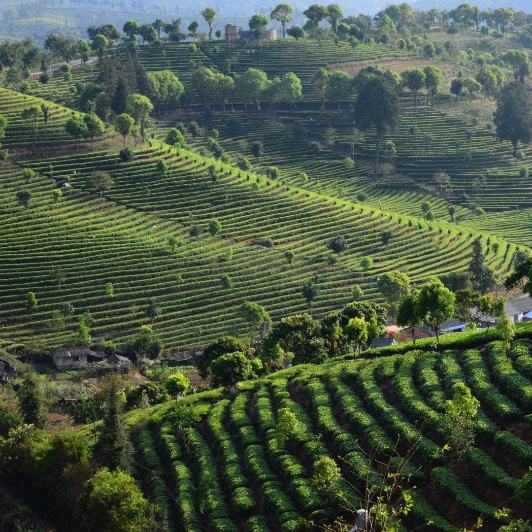 Té Rojo Pu Erh Ecológico 100g